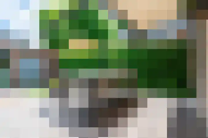 Kievitsbloem 12 Breukelen thumbnail 43