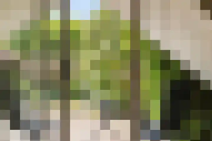 Kievitsbloem 2 Heino thumbnail 15
