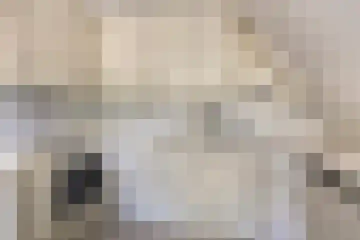 Kievitsbloem 2 Heino thumbnail 18
