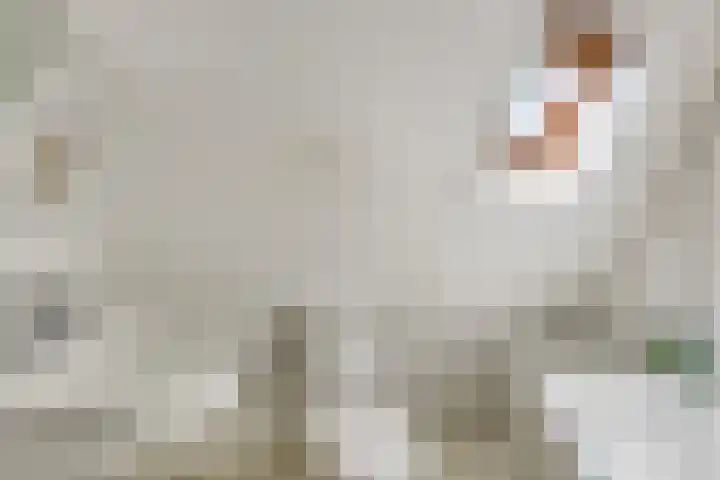Kievitsbloem 2 Heino thumbnail 31