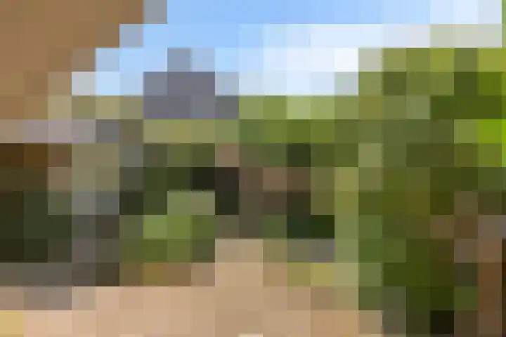 Kievitsbloem 2 Heino thumbnail 41