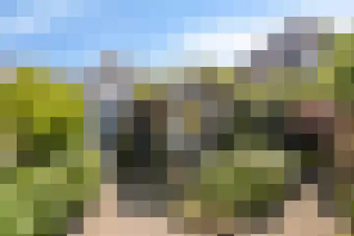 Kievitsbloem 2 Heino thumbnail 42