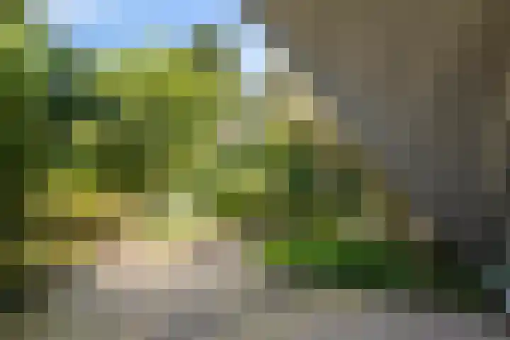 Kievitsbloem 2 Heino thumbnail 43