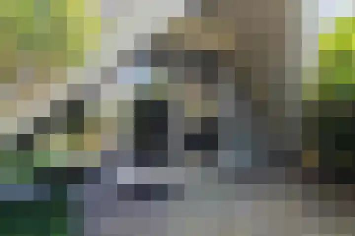 Kievitsbloem 2 Heino thumbnail 44