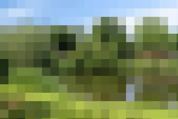 Kievitsbloem 2 Heino thumbnail 45