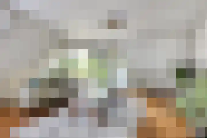 Kievitsbloem 2 Heino thumbnail 8
