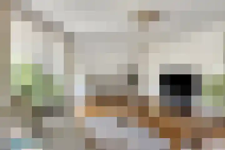Kievitsbloem 2 Heino thumbnail 9