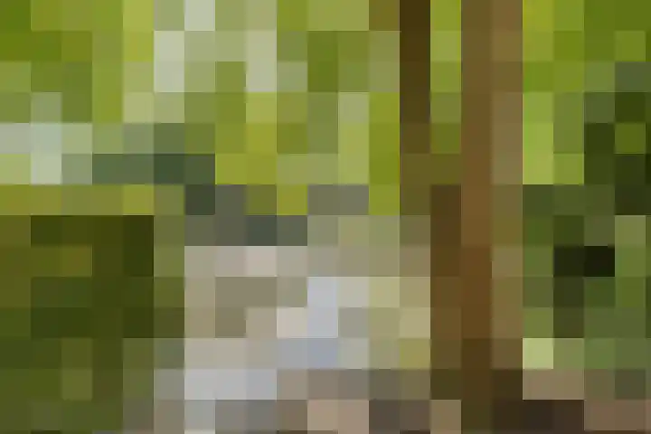 Kievitsbloem 21 Breukelen thumbnail 34