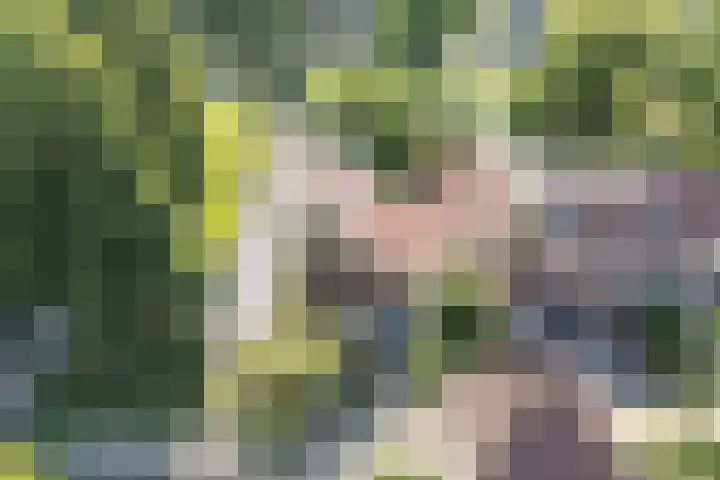 Kievitsbloem 21 Breukelen thumbnail 40