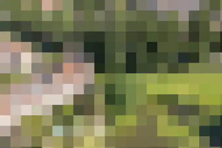 Kievitsbloem 21 Breukelen thumbnail 51