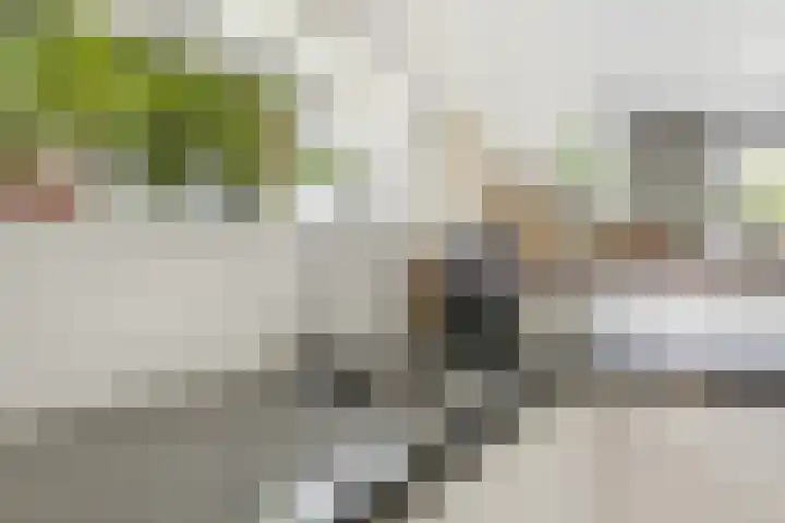 Kievitsbloem 32 Reeuwijk thumbnail 24