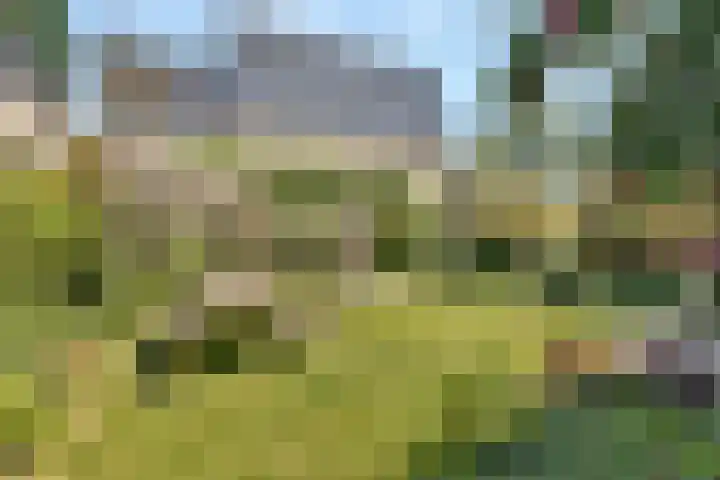 Kievitsbloem 32 Reeuwijk thumbnail 53