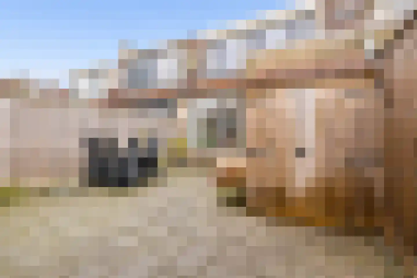 Kievitsbloem 6 Odijk thumbnail 38