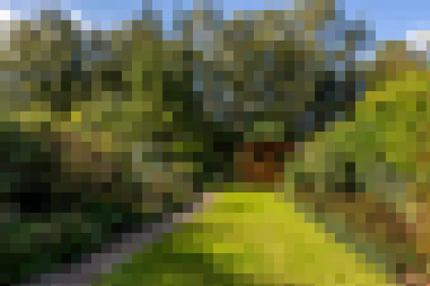 Kievitsbloem 7 Schoonhoven thumbnail 47