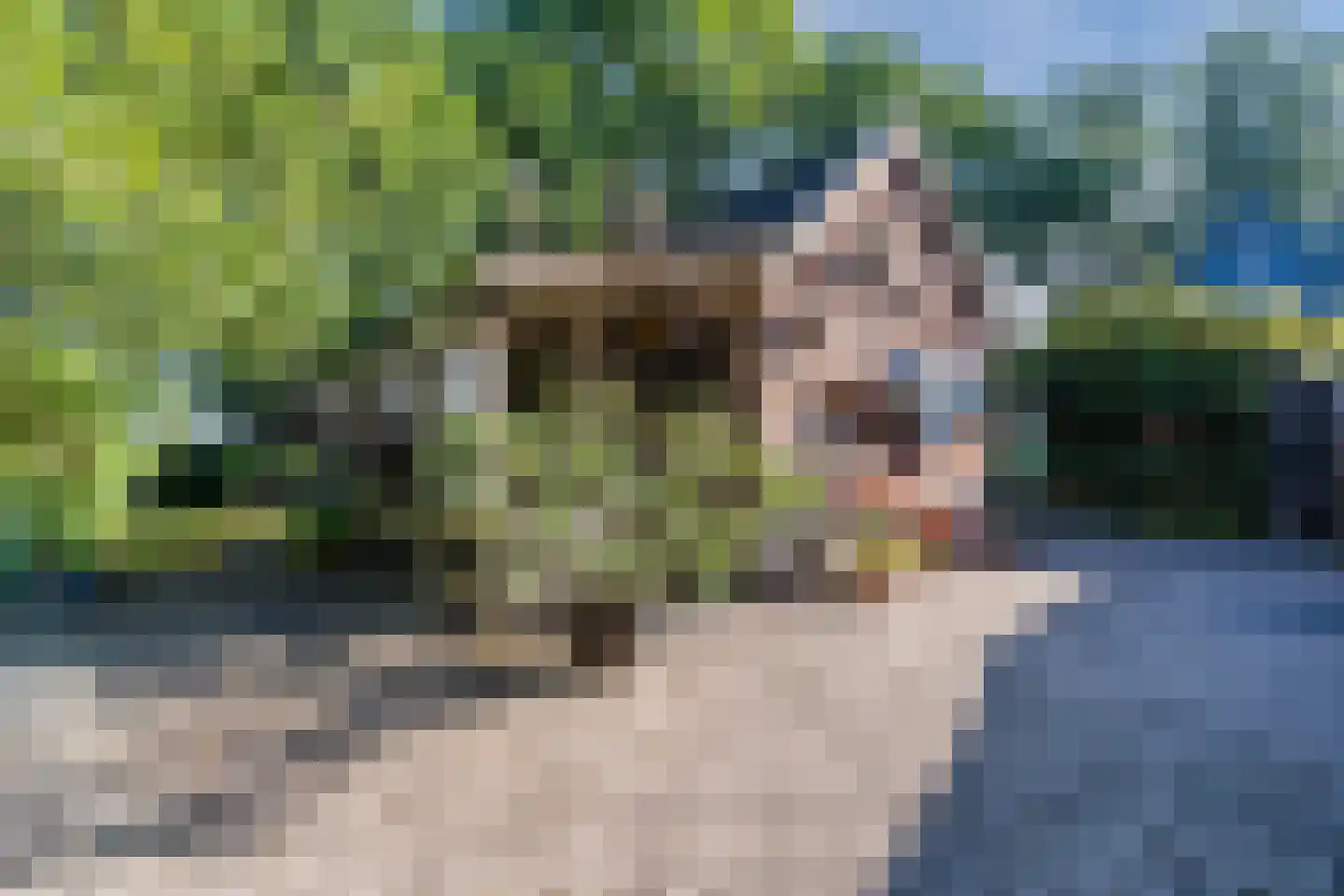 Kievitshaar 7 Balkbrug thumbnail 53