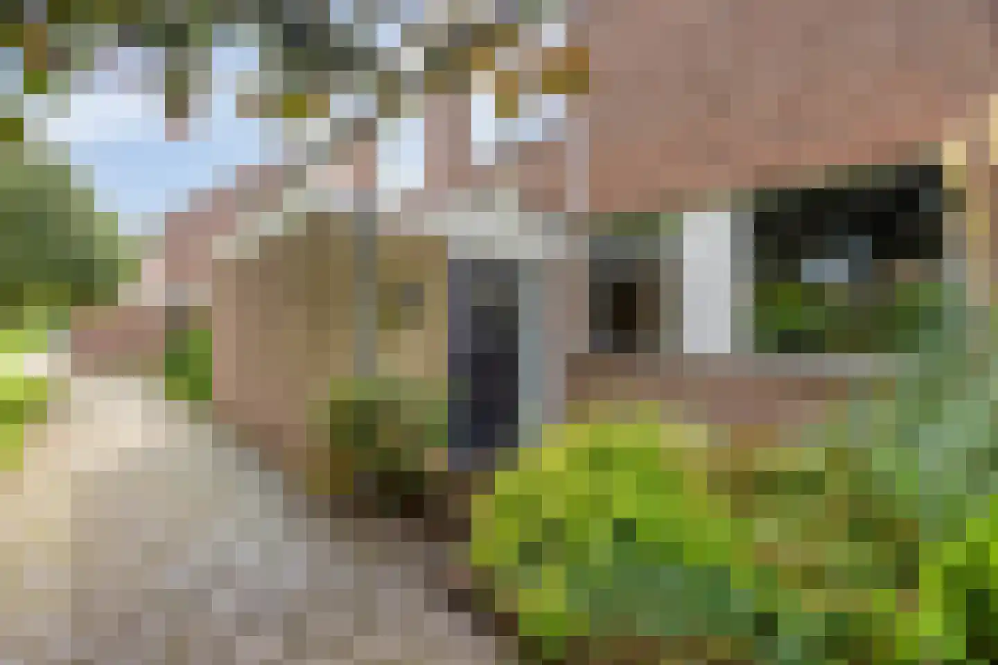 Kievitshorn 2 Noordwijkerhout thumbnail 15