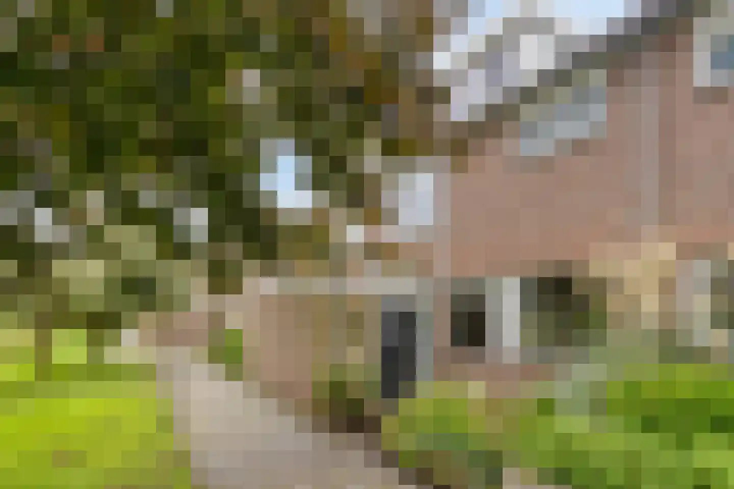 Kievitshorn 2 Noordwijkerhout foto 2