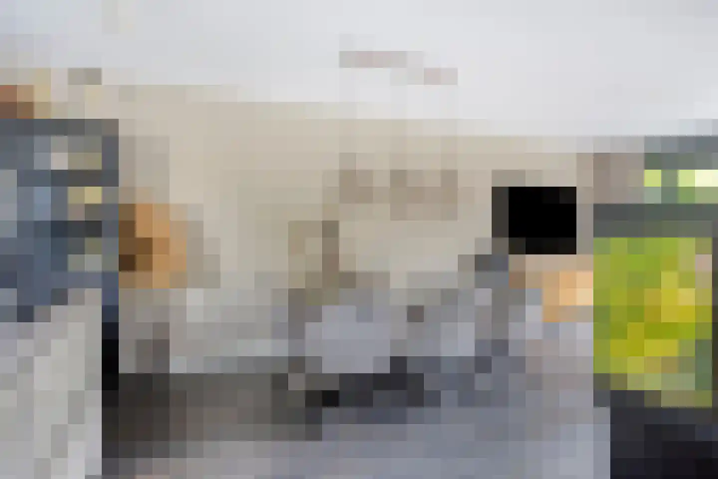 Kievitshorn 2 Noordwijkerhout thumbnail 20
