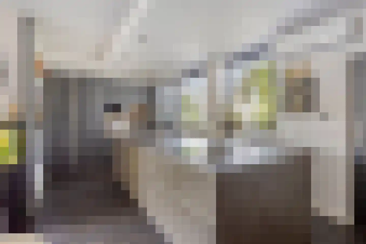 Kievitshorn 2 Noordwijkerhout thumbnail 4