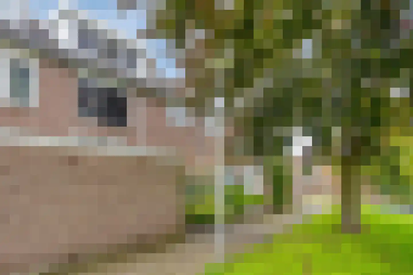 Kievitshorn 2 Noordwijkerhout thumbnail 47