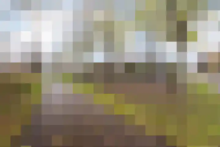Kievitslaan 18 Schiedam thumbnail 34