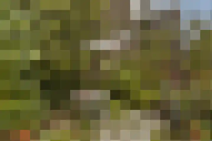 Kievitstraat 36 Honselersdijk thumbnail 31