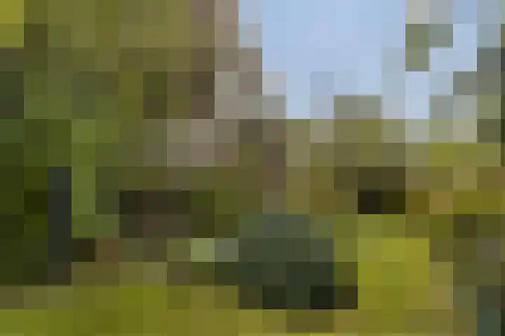 Kievitstraat 36 Honselersdijk thumbnail 4