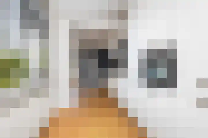 Kievitsweg 23 Wapenveld thumbnail 15