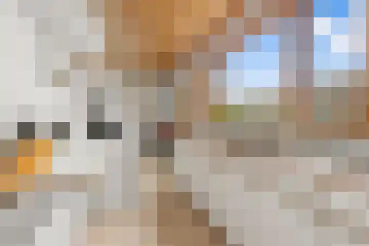 Kievitsweg 64 Ridderkerk thumbnail 9