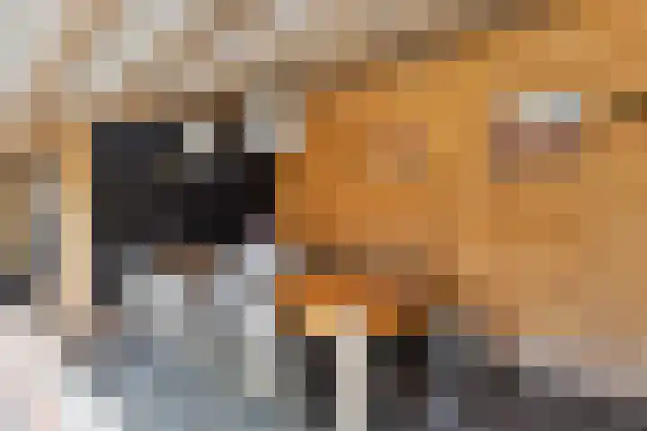 Kievitswei 14 Hilvarenbeek thumbnail 33