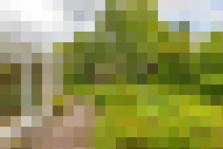 Kievitweg 2 Paterswolde thumbnail 27