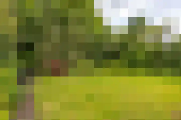 Kievitweg 2 Paterswolde thumbnail 28