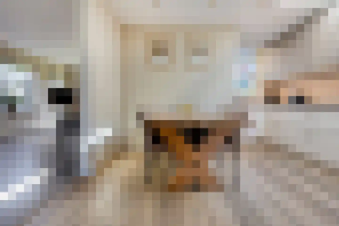 Kijckerweg 61 De Lier thumbnail 13