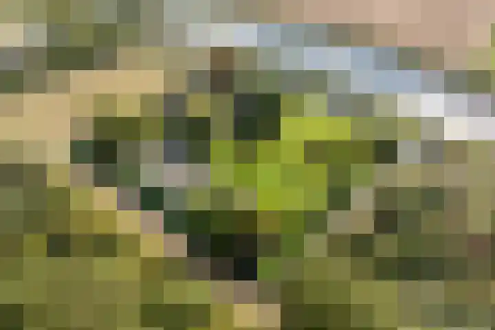 Kijfhoek 32 Zwijndrecht thumbnail 4