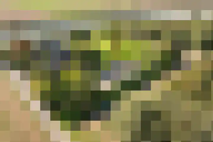 Kijfhoek 32 Zwijndrecht thumbnail 5