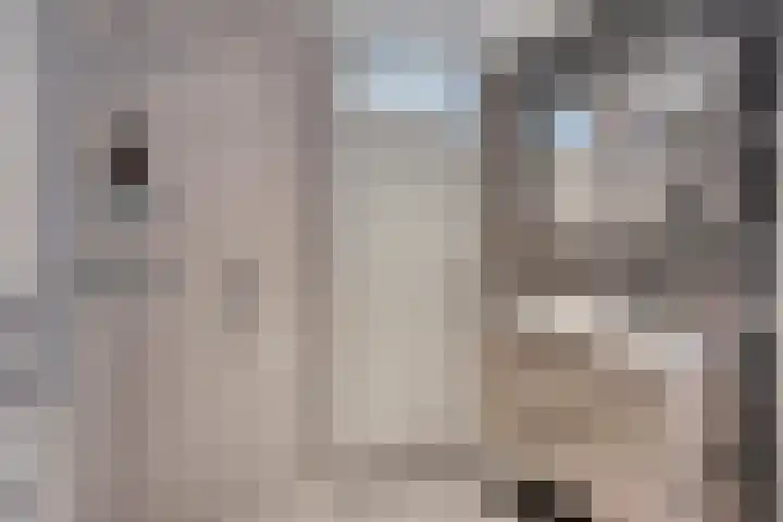 Kijkakkers 12 Maarheeze thumbnail 21