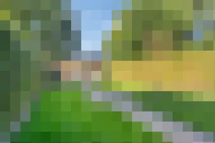 Kijkakkers 12 Maarheeze thumbnail 25