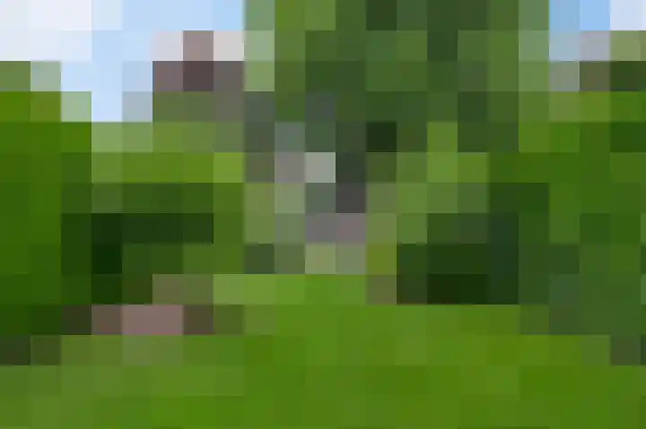 Kijkakkers 6 Maarheeze thumbnail 6