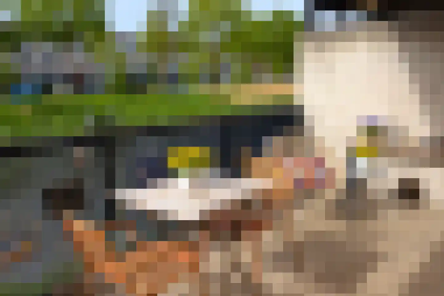 Kikkerbeet 3 Amersfoort thumbnail 9