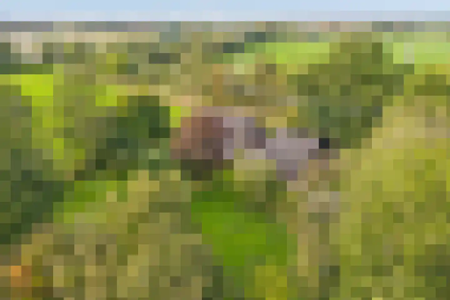Kikkerij 1 Giethoorn thumbnail 39