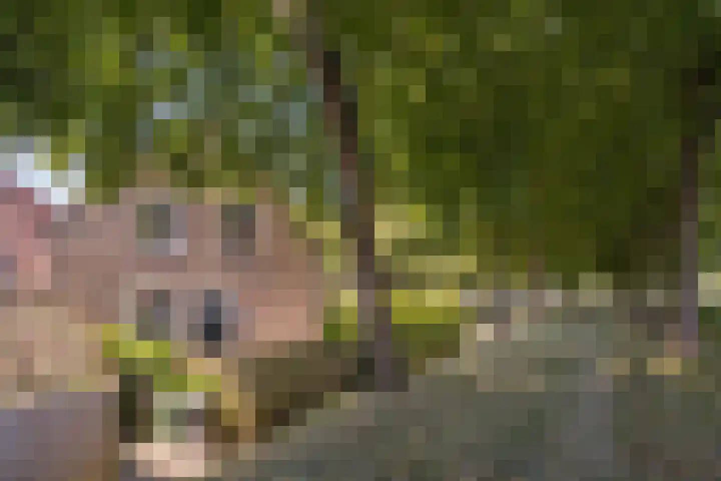 Kikkerstraat 4 Heusden thumbnail 5