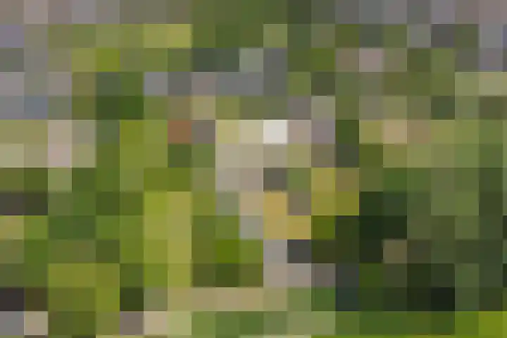 Kildijk 19 Nieuwendijk thumbnail 47
