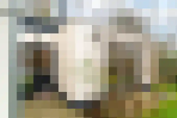 Kildijk 48 Nieuwendijk thumbnail 36