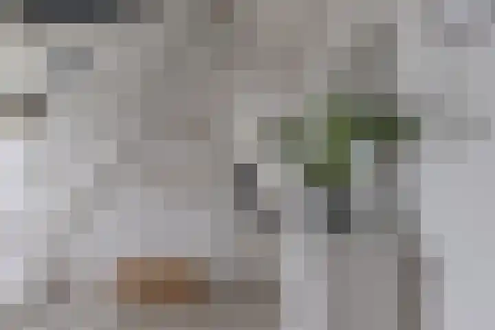 Kingmatille 4 Zweins thumbnail 4