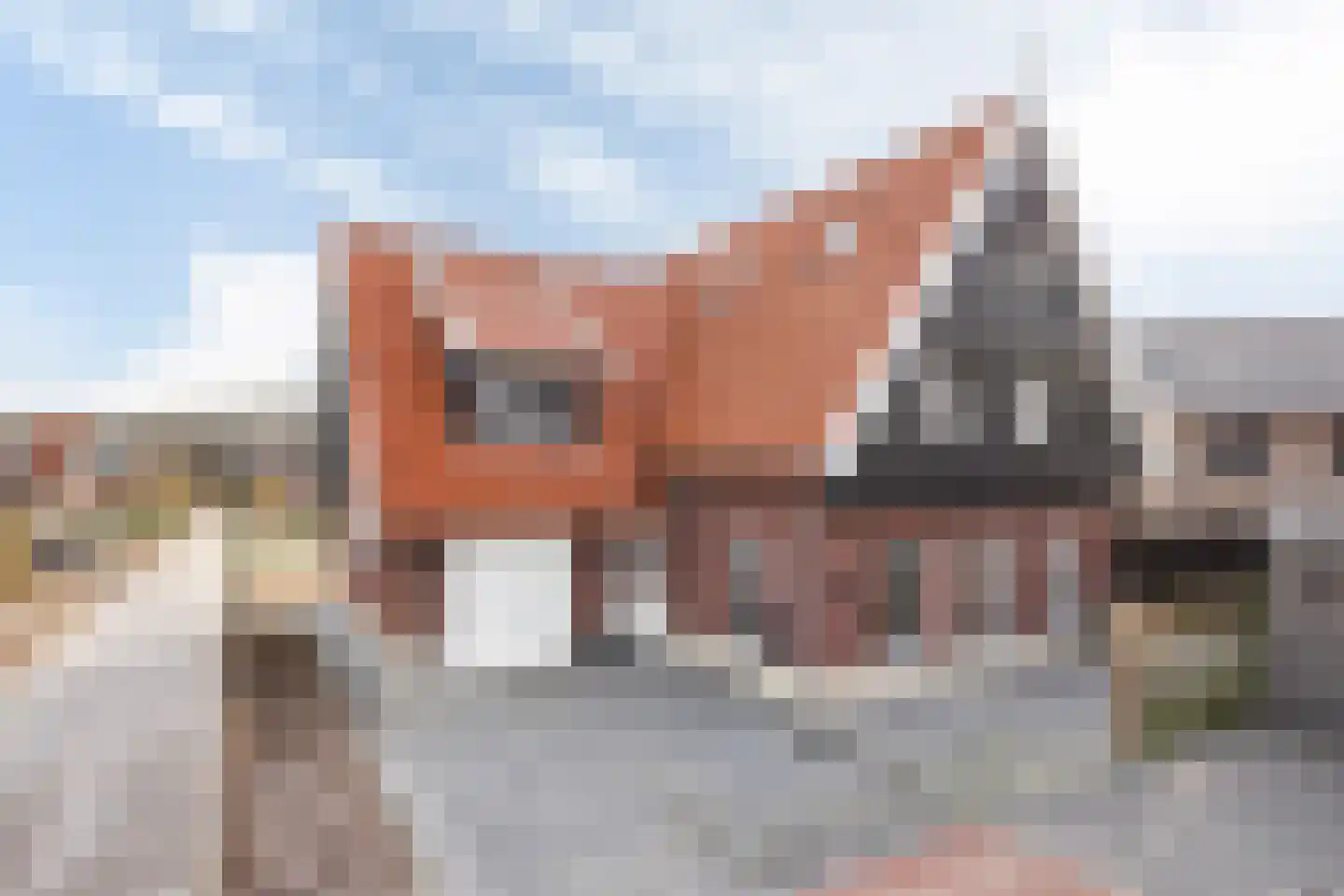Kinkeboer 8 Ootmarsum