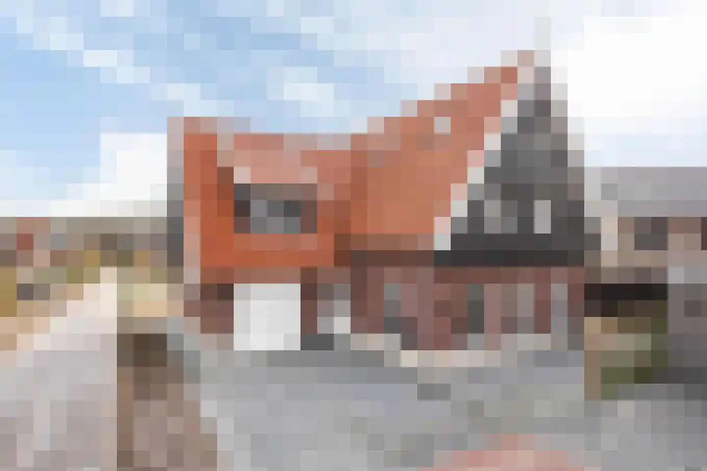 Kinkeboer 8 Ootmarsum thumbnail 6
