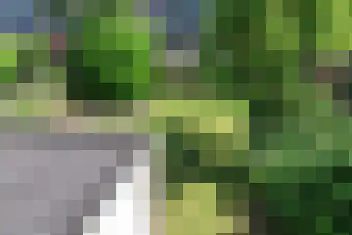 Kinkhoarn 52 Stiens thumbnail 48