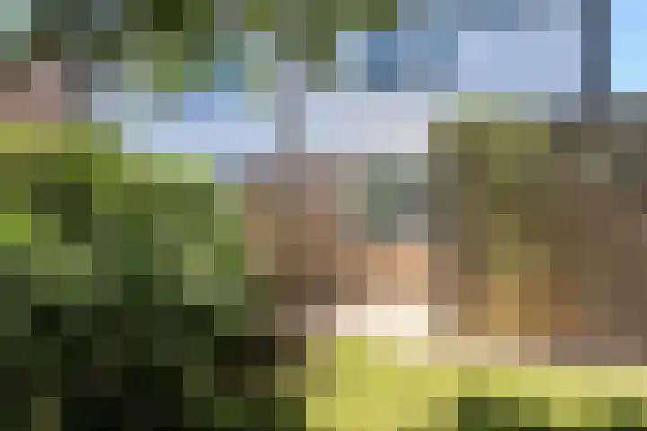 Kinkhoarn 52 Stiens thumbnail 52