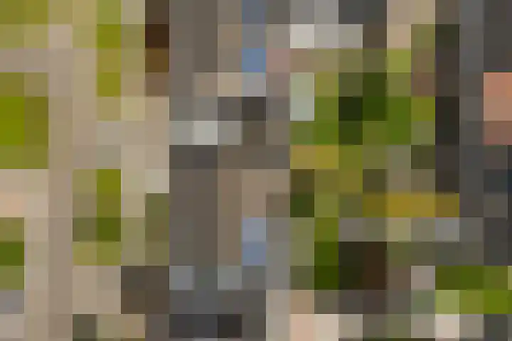 Kinkhoarn 52 Stiens thumbnail 58