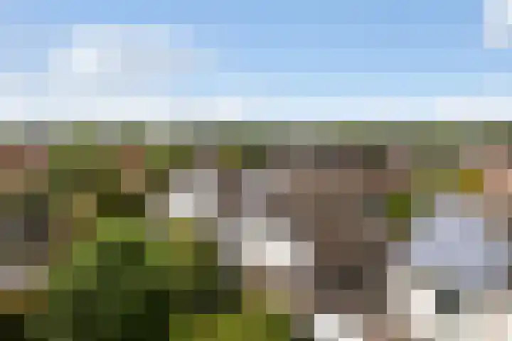 Kinkhoarn 52 Stiens thumbnail 60